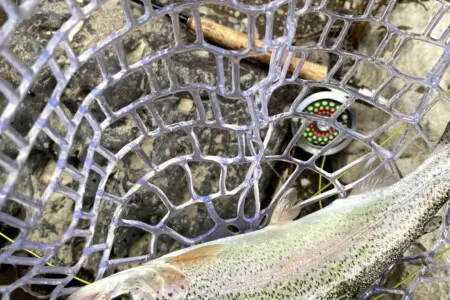 Rainbow Trout